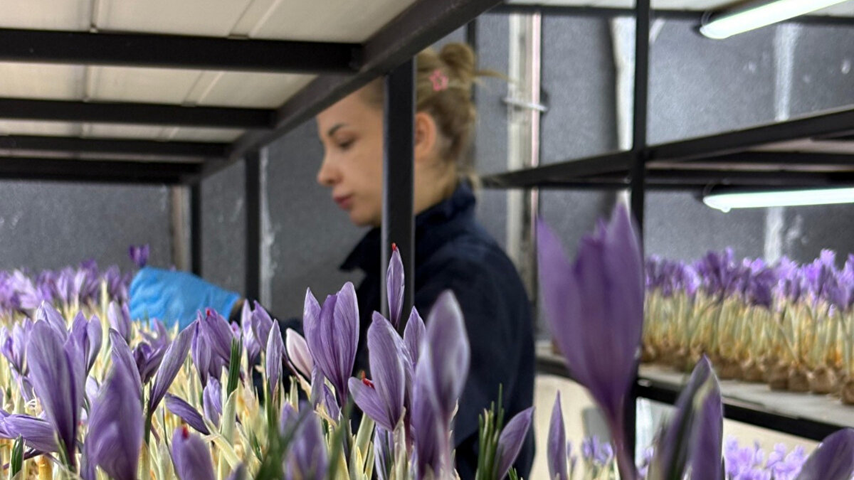 Çocukluk hayali tarımla buluştu<br>İktisat lisansı, bankacılık-finans yüksek lisansı ve doktora eğitimi bulunan Yoltaş, 2012’den bu yana üreticilik üzerine araştırmalar yaptığını belirtiyor. Uzun yıllar mali müşavir olarak çalışan Yoltaş, mesleğini bırakarak hayalini kurduğu çiftçiliğe adım attı ve Bolu’da 50 metrekarelik kapalı bir alanda safran yetiştirmeye başladı.