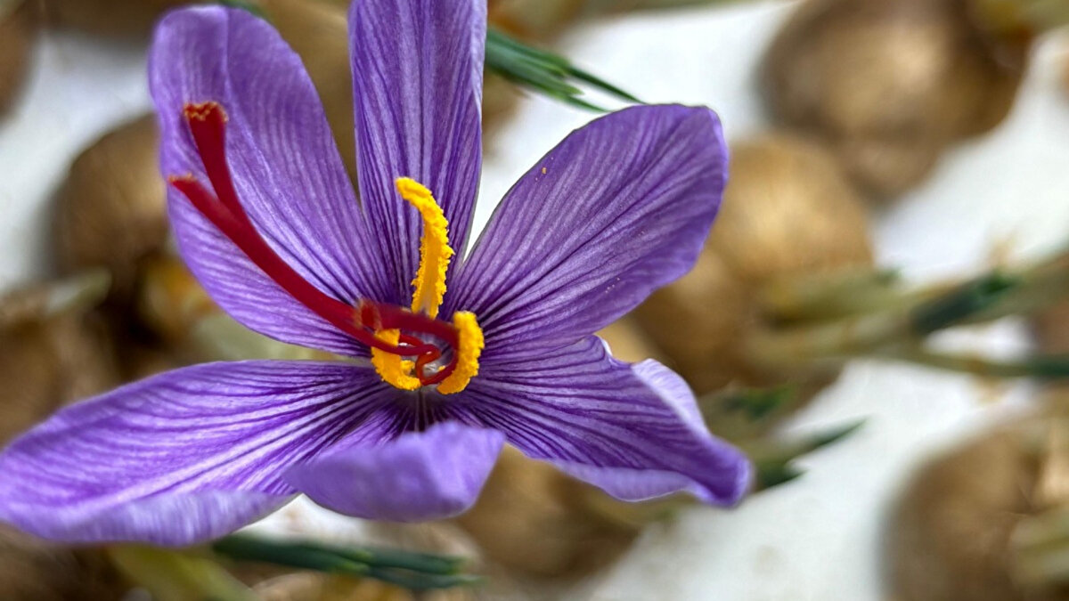 Kapalı ortam tarımıyla maliyet ve risk azalıyor<br>Safran üretiminin doğada ciddi emek ve iş gücü gerektirdiğini ifade eden Yoltaş, kapalı alanda bu sürecin daha kontrollü ilerlediğini söylüyor. Çiçeklerin gün doğmadan, arılar gelmeden toplanmasının önemine dikkat çeken Yoltaş, kapalı ortamda sıcaklık, nem, ışık ve karbondioksit dengesinin ayarlanabildiğini, bu sayede kalite kaybının önüne geçildiğini dile getiriyor.