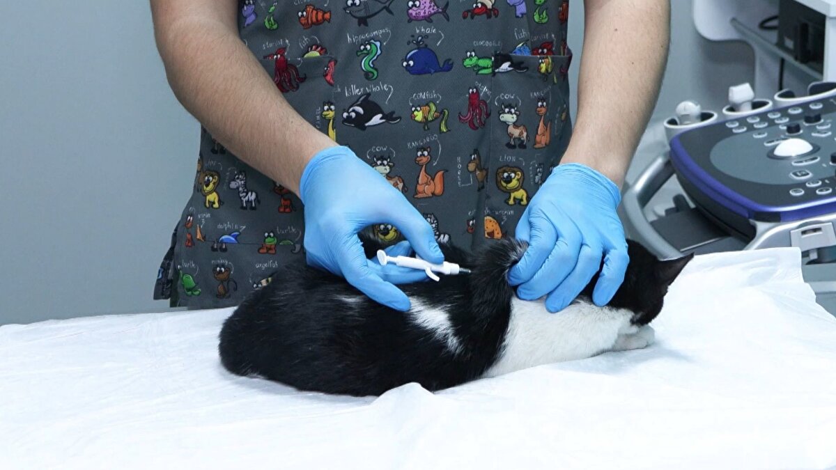 5199 sayılı Hayvanları Koruma Kanunu çerçevesinde hayata geçirilen düzenlemeye göre, belirlenen sürede mikroçip taktırmayan hayvan sahiplerine idari para cezası uygulanacak. Yetkililer, uygulamanın kaybolma ve terk edilme vakalarının önüne geçilmesi ile hayvanların sağlık bilgilerinin düzenli biçimde takip edilmesi açısından önemli olduğuna dikkat çekiyor.