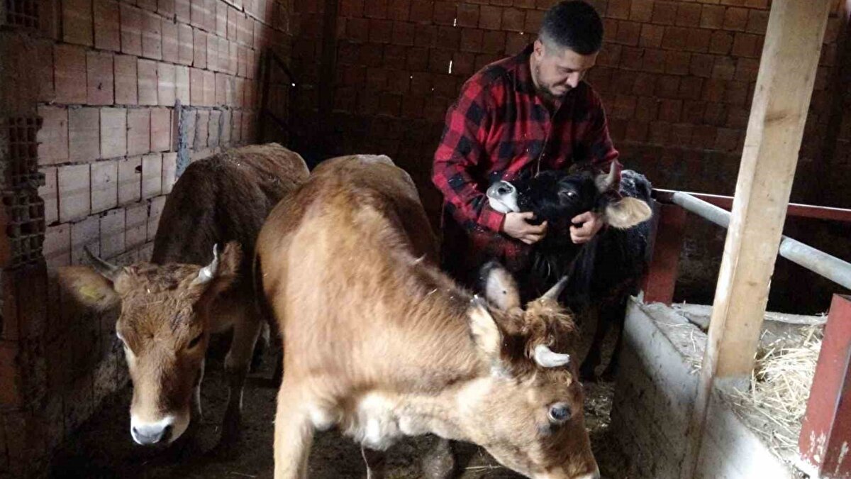 “Kendi toprağımda üretmeyi seçtim”<br><br>Köye dönüş kararının çevresinde şaşkınlıkla karşılandığını belirten Gedik, Almanya’dan dönüp hayvancılık yapma fikrinin ilk etapta yadırgandığını söyledi. Buna rağmen kararından pişman olmadığını vurgulayan Gedik, ailesiyle daha sakin ve huzurlu bir yaşam sürdüklerini, kendi emeklerinin karşılığını almanın kendileri için en büyük kazanç olduğunu ifade etti.