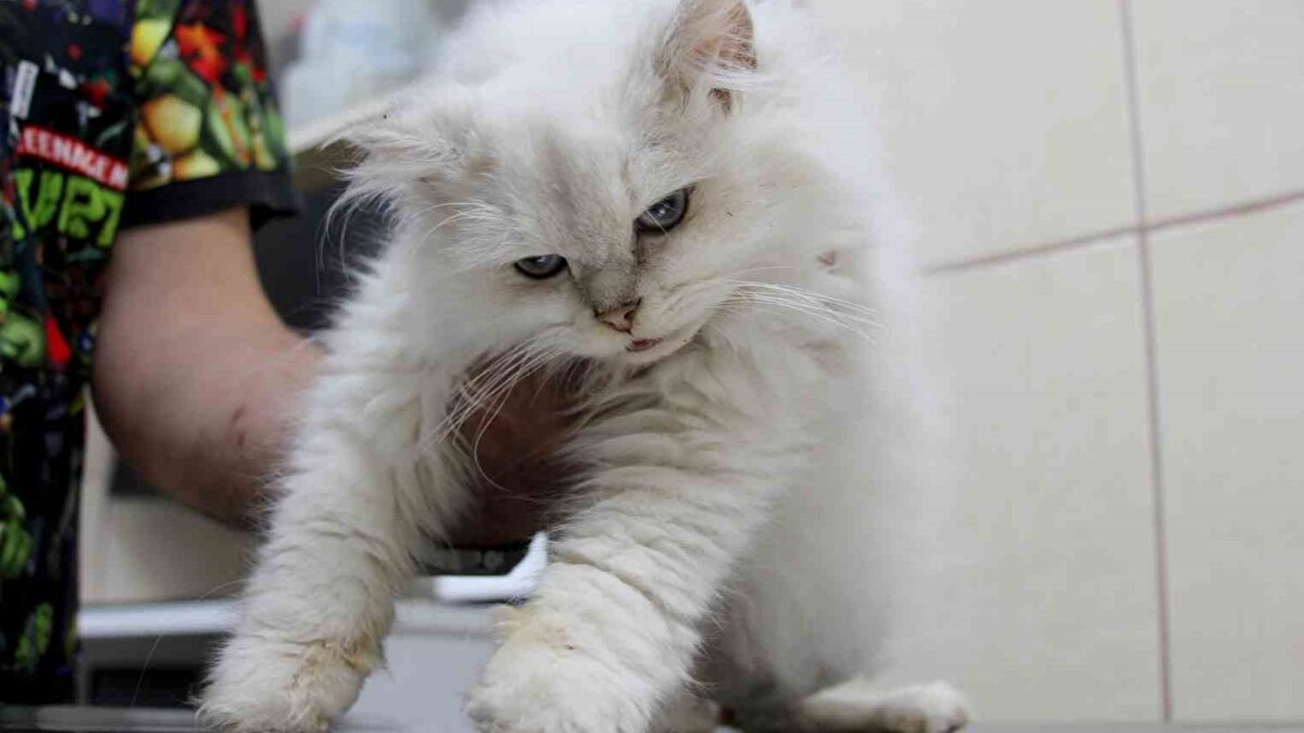 Cerrahi müdahale ile sağlığına kavuştu<br><br>Operasyonu gerçekleştiren Veteriner Hekim Mete Betin, gerekli bilgilendirme sonrası cerrahi sürecin planlandığını belirtti. Yapılan müdahalede genital organlar anatomik olarak olması gereken konuma alındı. Operasyonun ardından kedinin genel sağlık durumunun iyi olduğu ve normal yaşamını sürdürebileceği bildirildi.