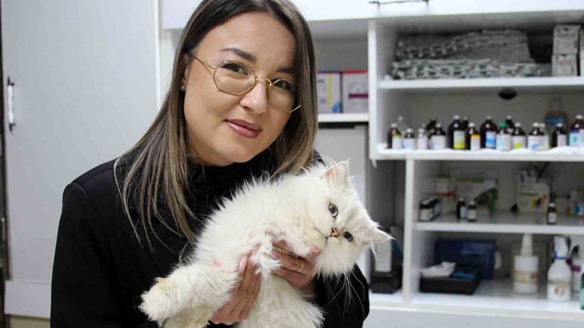 Kediyi bulan Katya Gödeliner, evine dönerken perişan halde miyavlayan hayvanı fark ederek veterinere götürdü. İlk muayenede erkek kedinin dış genital organlarının bulunmadığı belirlendi. Detaylı inceleme sonucunda, genital yapıların makat bölgesinin içinde geliştiği ortaya çıktı ve durum “doğumsal genital anomali” olarak değerlendirildi.