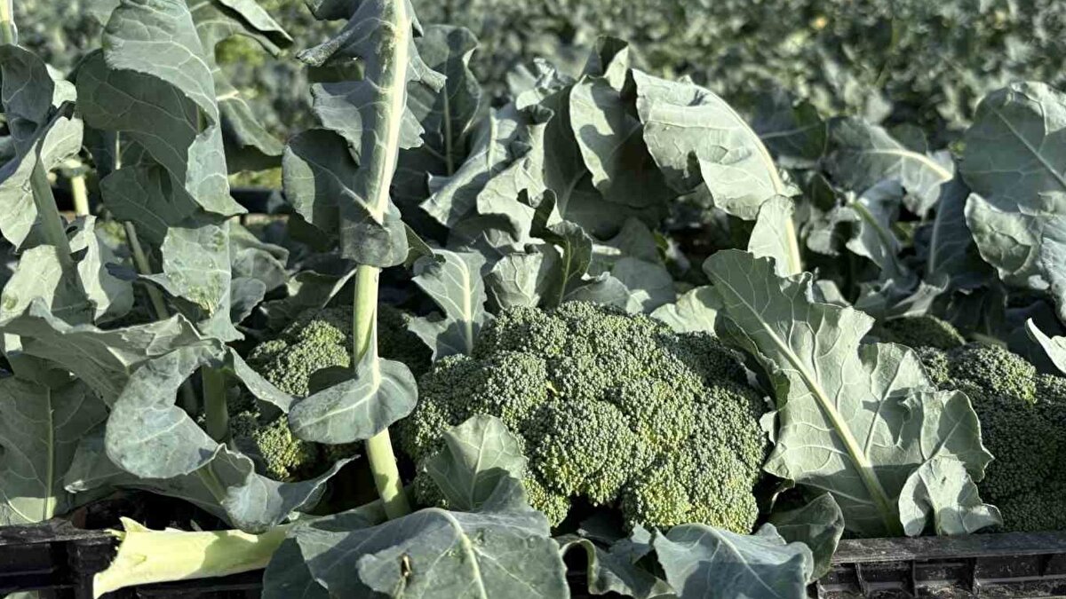 Türkiye’nin önemli tarım merkezlerinden biri olan İzmir’de, Menemen Ovası’nda brokoli hasadıyla birlikte kışlık sebze sezonu hareketlendi. Verimli topraklar ve iklim koşulları sayesinde İzmir genelinde bu yıl brokoli üretiminin 65 bin ton seviyelerinde gerçekleşmesi öngörülüyor. TÜİK ve İl Tarım ve Orman Müdürlüğü verilerine göre, Türkiye’deki toplam brokoli üretiminin yaklaşık yarısı İzmir’den karşılanıyor.