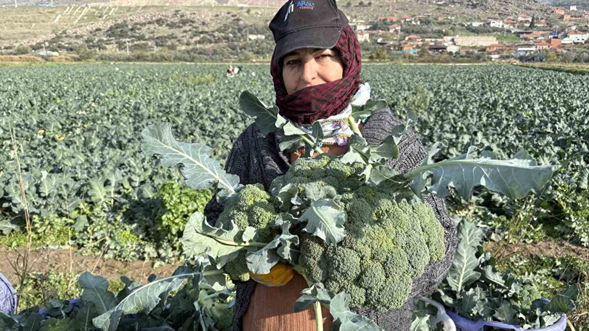 Menemen üretimde başı çekiyor<br><br>Menemen, Torbalı ve Ödemiş havzalarında toplanan brokoliler, başta İstanbul ve Ankara olmak üzere Türkiye’nin farklı şehirlerindeki toptancı hallerine gönderiliyor. Üreticiler, hava şartlarının bu sezon verimi olumlu etkilediğini ifade ederken, artan mazot, gübre ve işçilik giderlerinin kazancı sınırladığını dile getiriyor. Tarlada kilogramı 10 ile 15 lira arasında alıcı bulan ürün, tüketiciye ulaşana kadar birkaç kat pahalanıyor.
