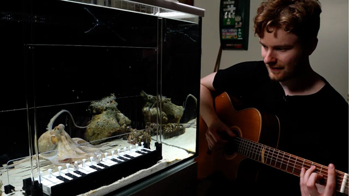 Özel piyano ve güven süreci<br><br>Eğitim süreci, ahtapotun ortama ve eğitmene alışmasıyla başladı. Başlangıçta yemle yönlendirmeye tepki vermeyen Tako, zamanla sürece uyum sağladı. Klasik piyano tuşlarının ahtapot için uygun olmadığını fark eden Krantz, tuşlara çekilebilir aparatlar ekleyerek ses üretmesini mümkün hale getirdi.