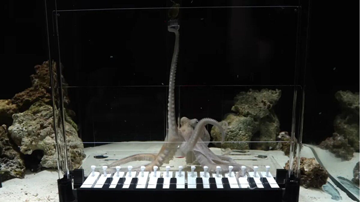 Ödül sistemiyle ilerleme sağlandı<br><br>Eğitimde en önemli aşama, “yengeç asansörü” olarak adlandırılan ödül mekanizmasının kurulması oldu. Tako doğru notaya bastıkça, en sevdiği yiyecek olan yengeç yukarıdan aşağı doğru indirildi. Bu yöntemle ahtapotun daha uzun ve düzenli melodiler çalabildiği gözlemlendi.