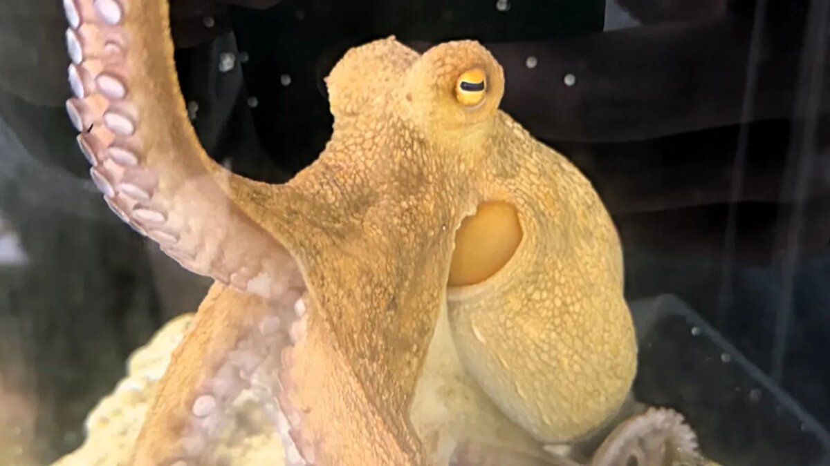 Baby Shark ve ilk düet<br><br>Çalışmalar ilerledikçe Tako’ya “Baby Shark” şarkısının basit nota dizisi öğretildi. Dört ayın sonunda Krantz gitarla eşlik ederken, Tako piyanoda çaldı. Krantz, bu anların kayda alınmamış olması halinde kimsenin inanmayacağını söyledi. İkili, artık neredeyse her gün birlikte müzik yapmayı sürdürüyor.