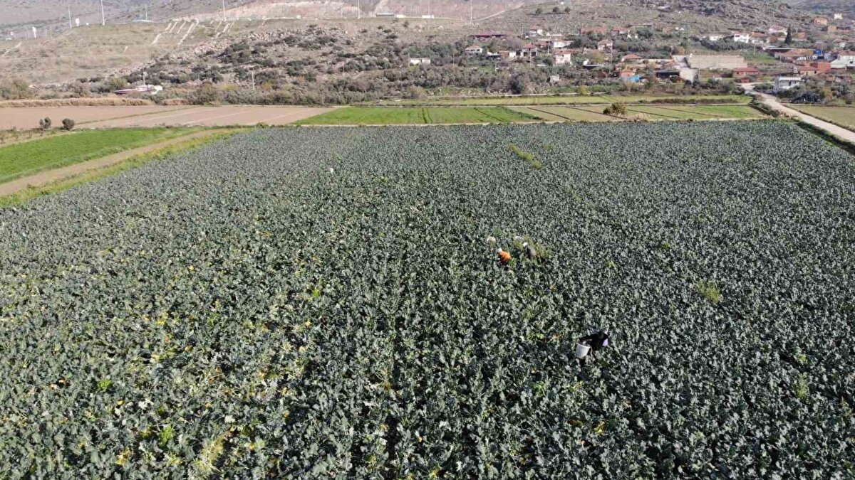 Üretici fiyat dengesinden şikâyetçi<br><br>Yaklaşık 20 yıldır Menemen’de tarımla uğraşan üretici Turgay Yıldırım, brokolinin büyük emekle yetiştirildiğini vurguladı. Kış aylarında hasadın Aralık’tan Mart’a kadar sürebildiğini belirten Yıldırım, tarlada düşük fiyata satılan ürünün pazarda yüksek bedellerle yer almasının hem çiftçiyi hem de tüketiciyi zorladığını söyledi.
