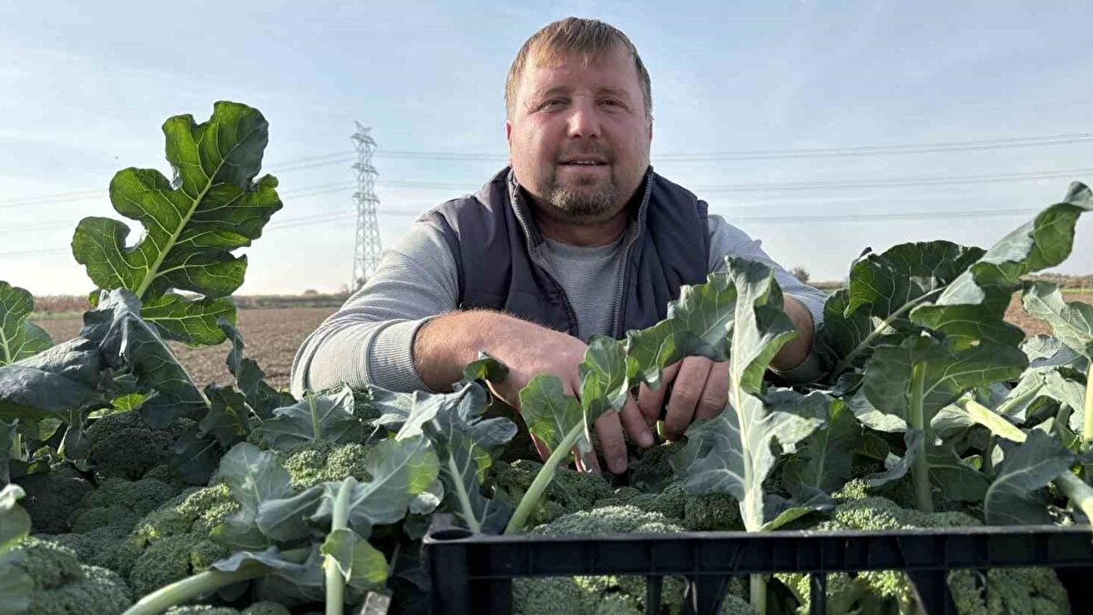 Zorlu hasat süreci<br><br>Tarlalarda sabah erken saatlerde başlayan hasatta, işçiler çamur ve soğuk hava koşullarında çalışıyor. Brokoli fidelerinin Ekim ayında toprağa dikildiğini aktaran tarım işçisi Arif Budak, kesim sürecinin ürünün durumuna göre haftalarca devam ettiğini ifade etti. Halk arasında “yeşil altın” olarak anılan brokoli, zahmetli üretim sürecine rağmen Türkiye’de kış sofralarının önemli bir parçası olmaya devam ediyor.