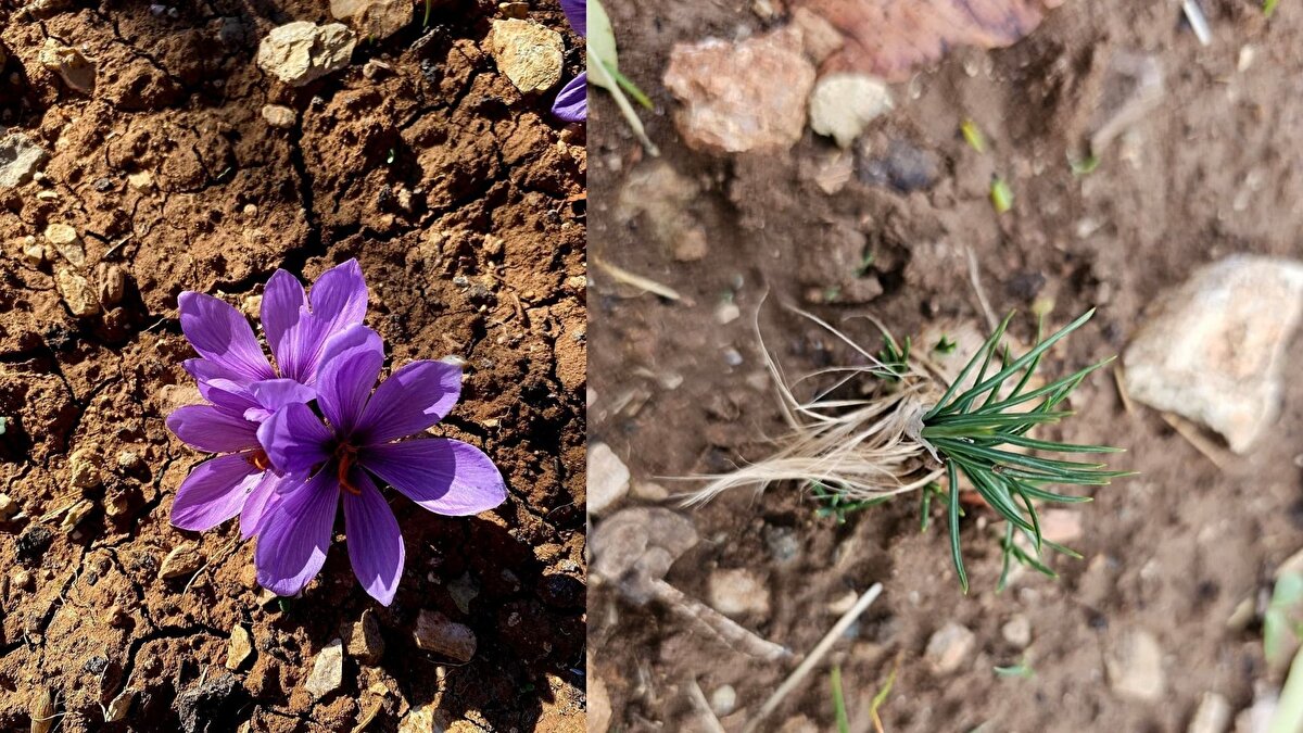 Genç üreticiden yeni ürün hedefi<br><br>Ailesinin uzun yıllardır tarımla uğraştığını belirten Ensarioğlu, farklı ve katma değeri yüksek ürünlere yönelme fikriyle safranı tercih ettiğini ifade etti. Yumruların maliyetinin yüksek olması nedeniyle proje hazırlayarak valilikten destek aldığını belirten Ensarioğlu, deneme sürecinde beklenenin üzerinde verim elde ettiklerini dile getirdi.
