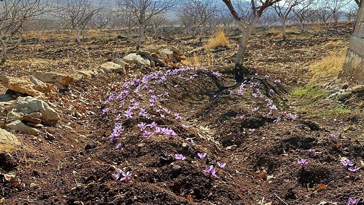 Gelecek planı: Daha geniş alanlar<br><br>Deneme aşamasının tamamlandığını aktaran Ensarioğlu, önümüzdeki üretim döneminde safran ekimini daha geniş bir alana yaymayı planlıyor. Hedefinin Siirt’in tarımda yalnızca fıstıkla değil, safran gibi yüksek gelirli alternatif ürünlerle de anılması olduğunu vurguladı.