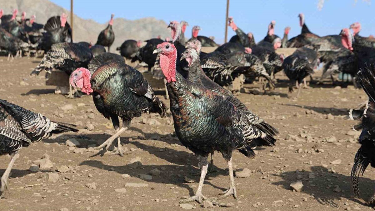 Gelecek planı büyüme üzerine<br><br>İlk dönemde ciddi bir kayıp yaşanmadan üretimi sürdürdüklerini dile getiren Varan, talebin artması halinde önümüzdeki yıl kapasiteyi yükseltmeyi planlıyor. Amaçlarının Elazığ’da üretimi artırmak ve yerel tüketiciye daha fazla ürün sunmak olduğu kaydediliyor.