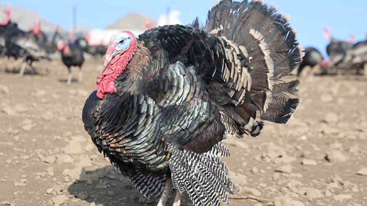 Yurtdışında geçirdiği yılların ardından memleketinde kalıcı bir düzen kurmak istediğini belirten Varan, yatırımı tamamen Elazığ’a yönlendirdi. Hindi çiftliği konusunda daha önce tecrübesi olmadığını ifade eden Varan, işe sıfırdan başladıklarını ve süreci öğrenerek ilerlediklerini aktardı. Çiftlikte yaklaşık 500 hindi bulunuyor.