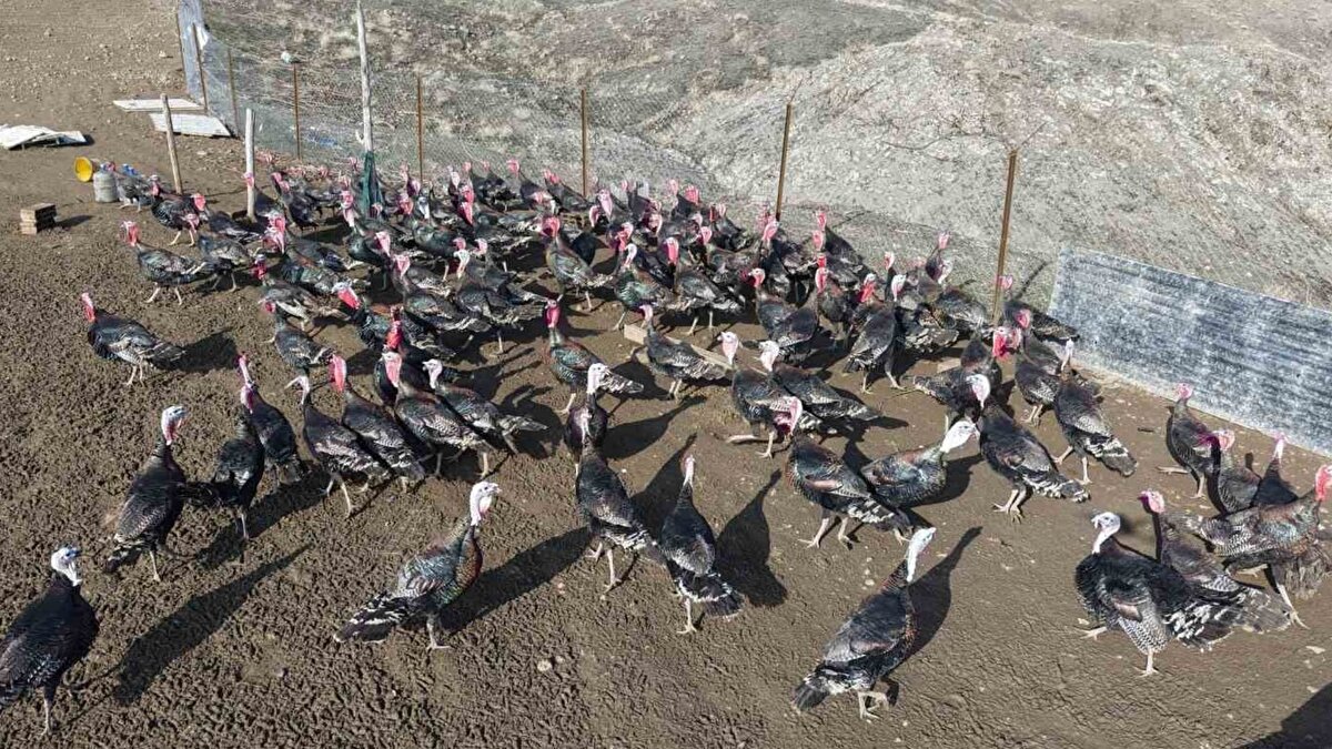 Yerel pazara üretim yapılıyor<br><br>Çiftlikte yetiştirilen hindilerin satış fiyatlarının 1.800 ile 3.500 lira arasında değiştiği belirtiliyor. Üretim şu aşamada Elazığ ile sınırlı tutulurken, çevre illere satış için ilerleyen dönemler hedefleniyor. Yeni bir girişim olması nedeniyle dağıtım ağının henüz genişlemediği ifade ediliyor.