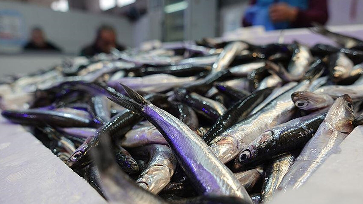 Doğu Karadeniz İhracatçılar Birliği Yönetim Kurulu Başkan Yardımcısı Ahmet Hamdi Gürdoğan,  muhabirine, Türkiye'den yılın 11 ayında 3 bin 327 ton hamsi ihraç edildiğini söyledi.