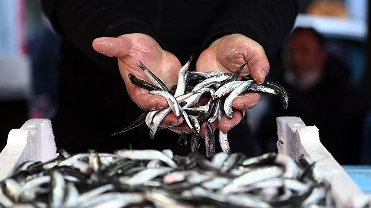En fazla ihraç yapılan ülkeler<br><br>Gürdoğan, bu dönemde 20 ülkeye dış satım yapıldığına işaret ederek, Belçika, Fransa ve Almanya'nın en fazla hamsi ihraç edilen ülkeler olduğunu belirtti.