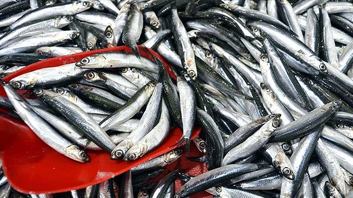 Türkiye'den ocak-kasım döneminde yapılan hamsi ihracatı 14 milyon 461 bin 898 dolara ulaştı.