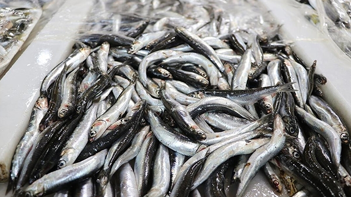 İhracattan 14 milyon 461 bin 898 dolar kazanç sağlandığını dile getiren Gürdoğan, "Ülkemizden geçen yılın aynı döneminde ise 2 bin 717 ton karşılığı 13 milyon 548 bin 674 dolarlık hamsi dış satımı yapılmıştı. Böylece hamsi ihracatımız geçen yılın aynı dönemine göre miktarda yüzde 22, değerde yüzde 7 arttı" ifadesini kullandı.