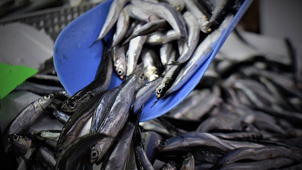 Belçika'ya ocak-kasım öneminde 4 milyon 340 bin 982 dolarlık hamsi ihraç edildiğine dikkati çeken Gürdoğan, Belçika'yı 4 milyon 158 bin 532 dolarla Fransa, 2 milyon 31 bin 257 dolarla Almanya'nın takip ettiğini dile getirdi.