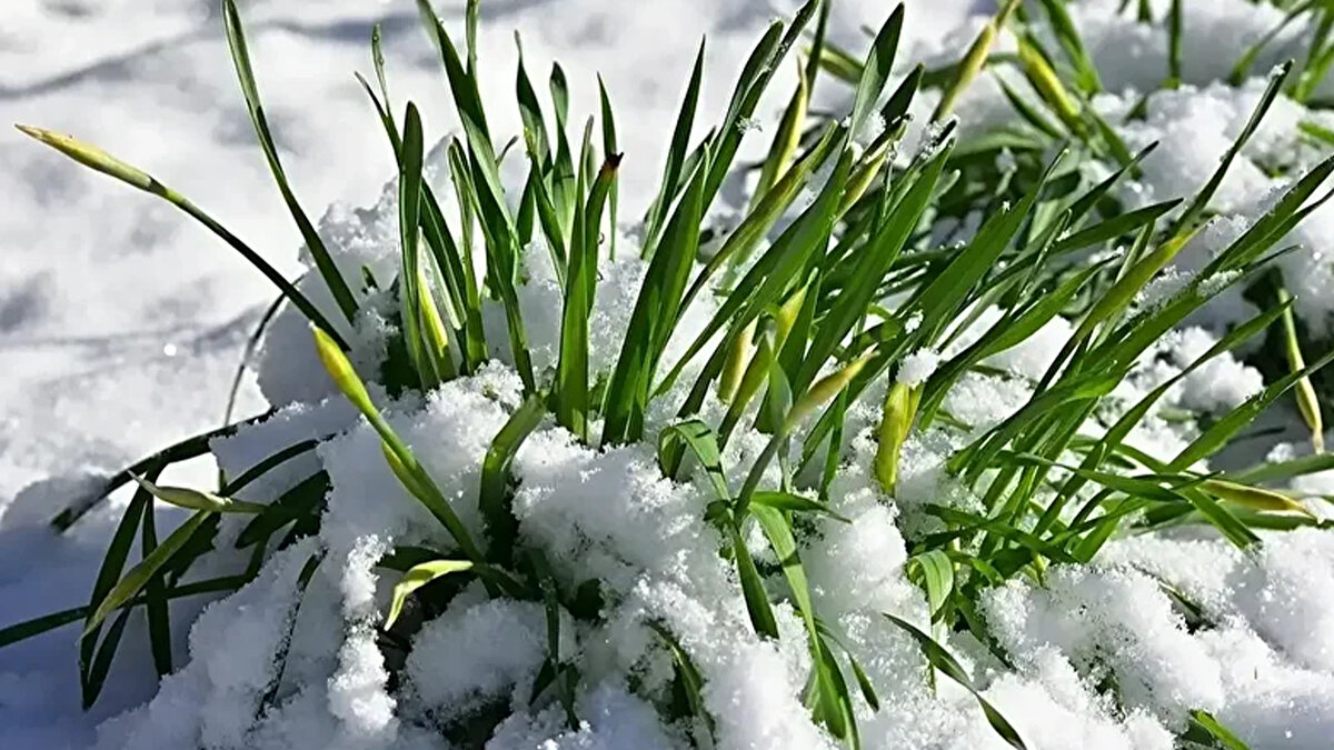 ZEMHERİ NE DEMEK? KELİME KÖKENİ NEDİR?<br><br>Eski dilde "Kış" anlamına da gelen Zemheri kelimesi, iki farklı dilden türemiştir.<br><br>Arapça kış manasına gelen "Zem" kelimesi ile Farsça uğultu anlamındaki "Harir" kelimelerinin birleşmesiyle oluşmuştur. Kelime anlamı itibarıyla "Uğultulu Kış" veya şiddetli soğuk anlamına gelmektedir.