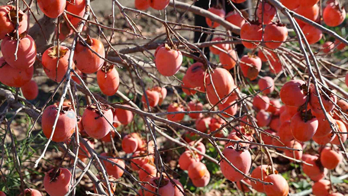 Türkiye’de cennet hurması üretiminin öne çıktığı merkezlerden Adana’nın Kozan ilçesi, bu sezon ihracatla dikkat çekti. Kozan’a bağlı Karabucak Mahallesi’nde kurulan kurutma tesisi sayesinde cennet hurması ilk kez Almanya’ya gönderildi. Ürünler, hem iç pazarda hem de dış pazarda yüksek katma değerle alıcı buldu.