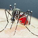  Algérie: 20 cas de paludisme enregistrés à Tamanrasset 