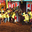 Inde: un mort et des dizaines de blessés dans une fête du taureau