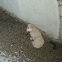 Elazığ'da depremde köpeğin kaçışı kameraya yansıdı