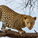 Tanzanya'da yabani hayvanlar her iki-üç günde bir kişiyi öldürüyor: Yedi yılda1069 kişiyi öldürdüler