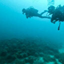Japon: des plongeurs filment un calamar géant en pleine mer