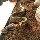 Kaçak getirdiği hamster ve pitonu satmaya çalışırken yakalandı