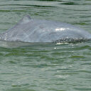 Cambodge : vers la création sur le Mékong de zones de protection de dauphins en danger