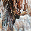 Ormanda tesadüfen bulundu: Kırmızı listede yer alıyor ekipler harekete geçti