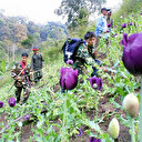 Birmanie: la culture du pavot s'envole après le coup d'Etat, selon l'ONU