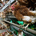 Grippe aviaire: le Japon enregistre un nombre record d'infections
