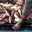 L’Europe met sous embargo les produits halieutiques camerounais