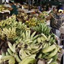 Le chlordécone, un pesticide aux risques avérés pour la santé