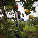 Le monde peut devenir moins accro aux engrais azotés sans sacrifier les rendements agricoles