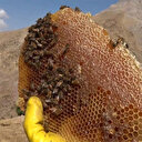 Bu balın kilosu 2 bin 500 liradan satılıyor: Yurt dışına bile gönderiliyor