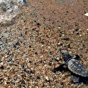 Caretta caretta yavruları denizle buluşturuldu