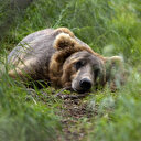 Une ourse brun d'Alaska couronnée nouvelle reine du gras