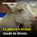 Complément alimentaire des ruminants: La pierre à lécher made in Bénin