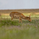 Le Kazakhstan va réautoriser la chasse aux antilopes saïgas, un temps menacés