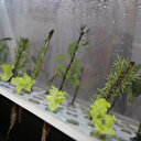 Üç günde bitki yetiştirdi: Kurduğu düzenek 'pes' dedirtti