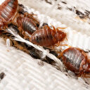 La France appelle les citoyens à rester calmes face au fléau des punaises de lit