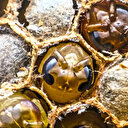 Faydasını duyan bardak bardak içiyor: Tüm organları yeniliyor vücudu tüm pisliklerden temizliyor