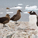 Antarktika'da ilk kez görüldü: Bu çok üzücü bir durum
