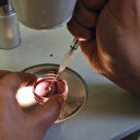 Des embryons de souris cultivés dans l'espace pour la première fois