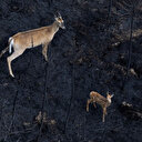Sur les terres brûlées canadiennes, les animaux ont disparu