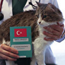 Üç yılda iki milyonu aşkın ev hayvanı kimlik aldı